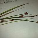 Image de Carex subfusca W. Boott