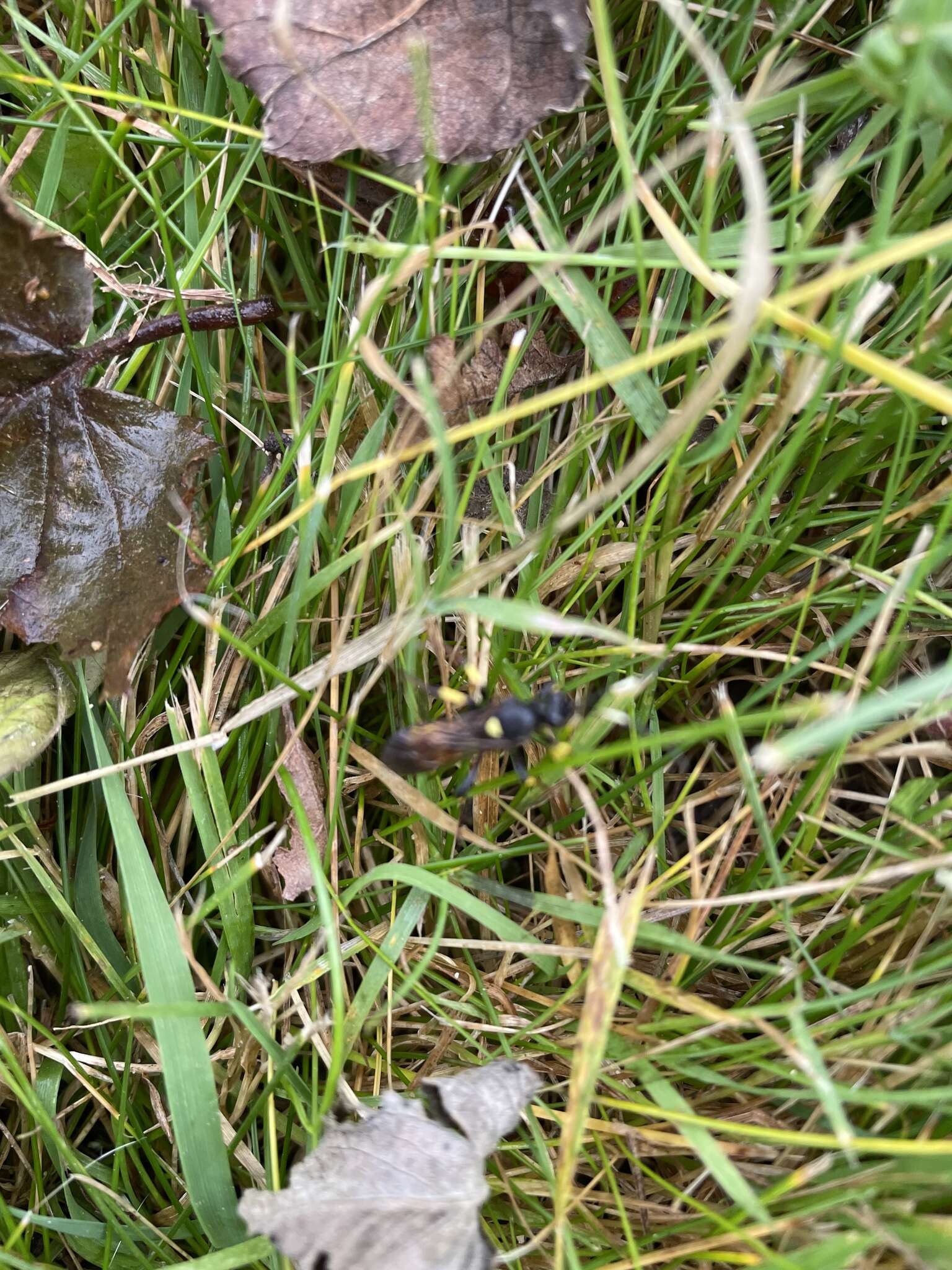 Image of Ichneumon stramentor Rasnitsyn 1981