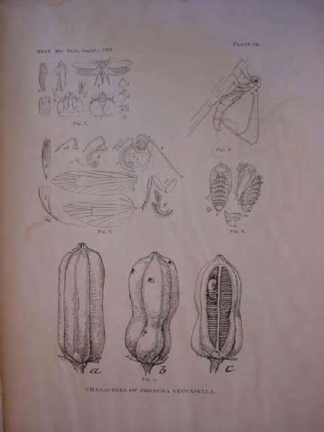 صورة Tegeticula yuccasella Riley 1873