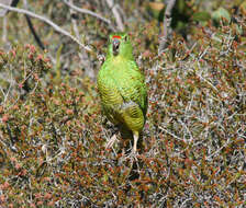 صورة Pezoporus flaviventris North 1911