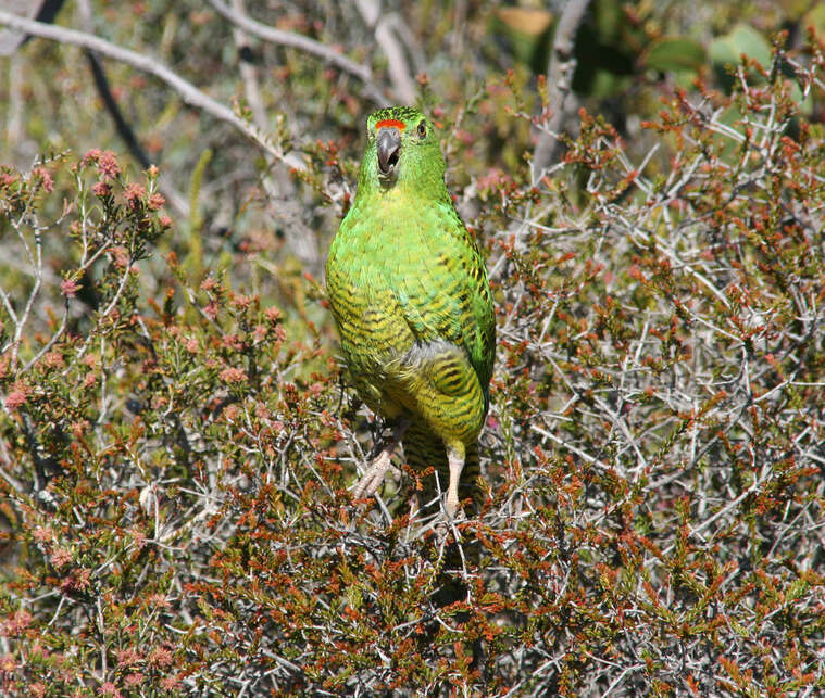 صورة Pezoporus flaviventris North 1911