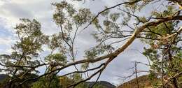 Image of Eucalyptus intertexta R. T. Baker