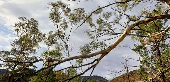 Imagem de Eucalyptus intertexta R. T. Baker