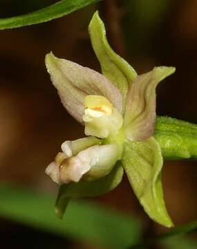 Image of Broad-leaved Helleborine