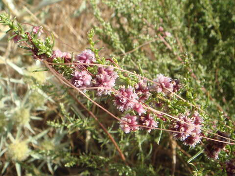 Imagem de Artemisia campestris L.