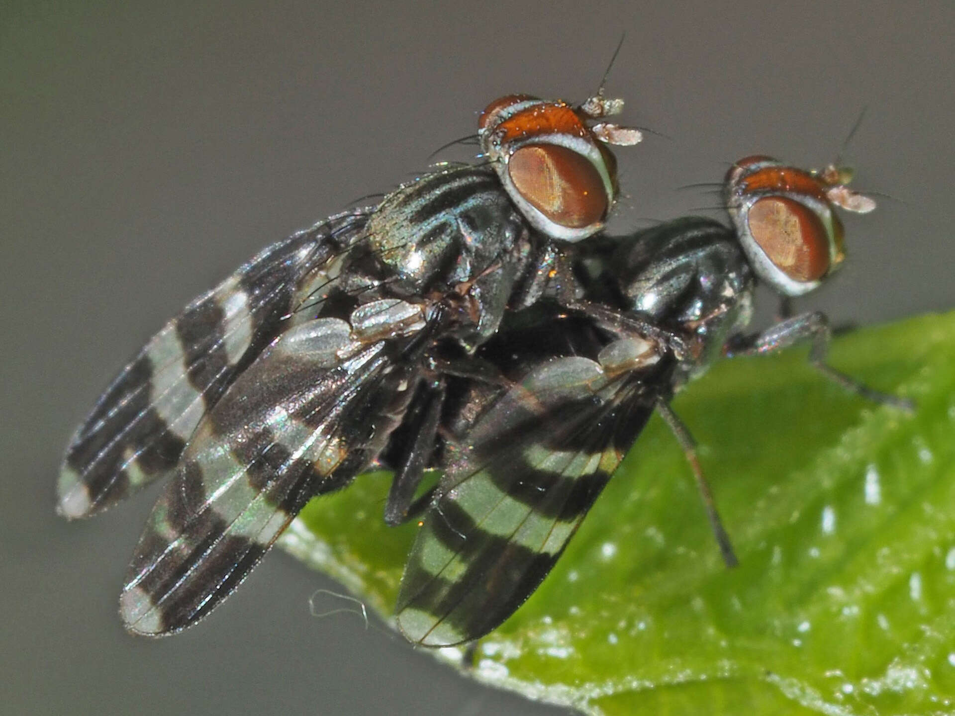 Image of Herina frondescentiae (Linnaeus 1758)