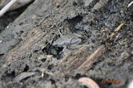 Image of Elegant Narrow-mouthed Toad