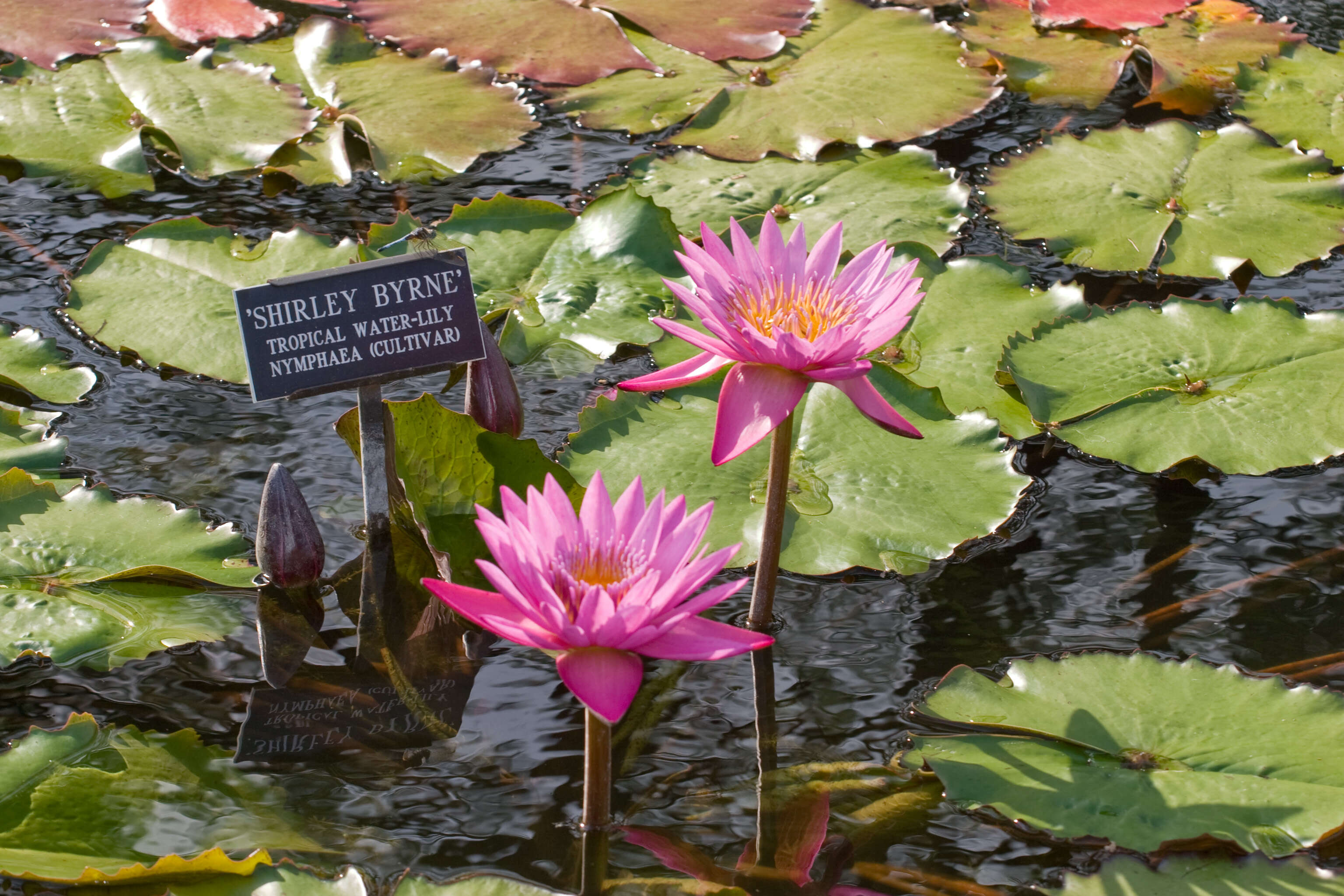 Image of waterlily