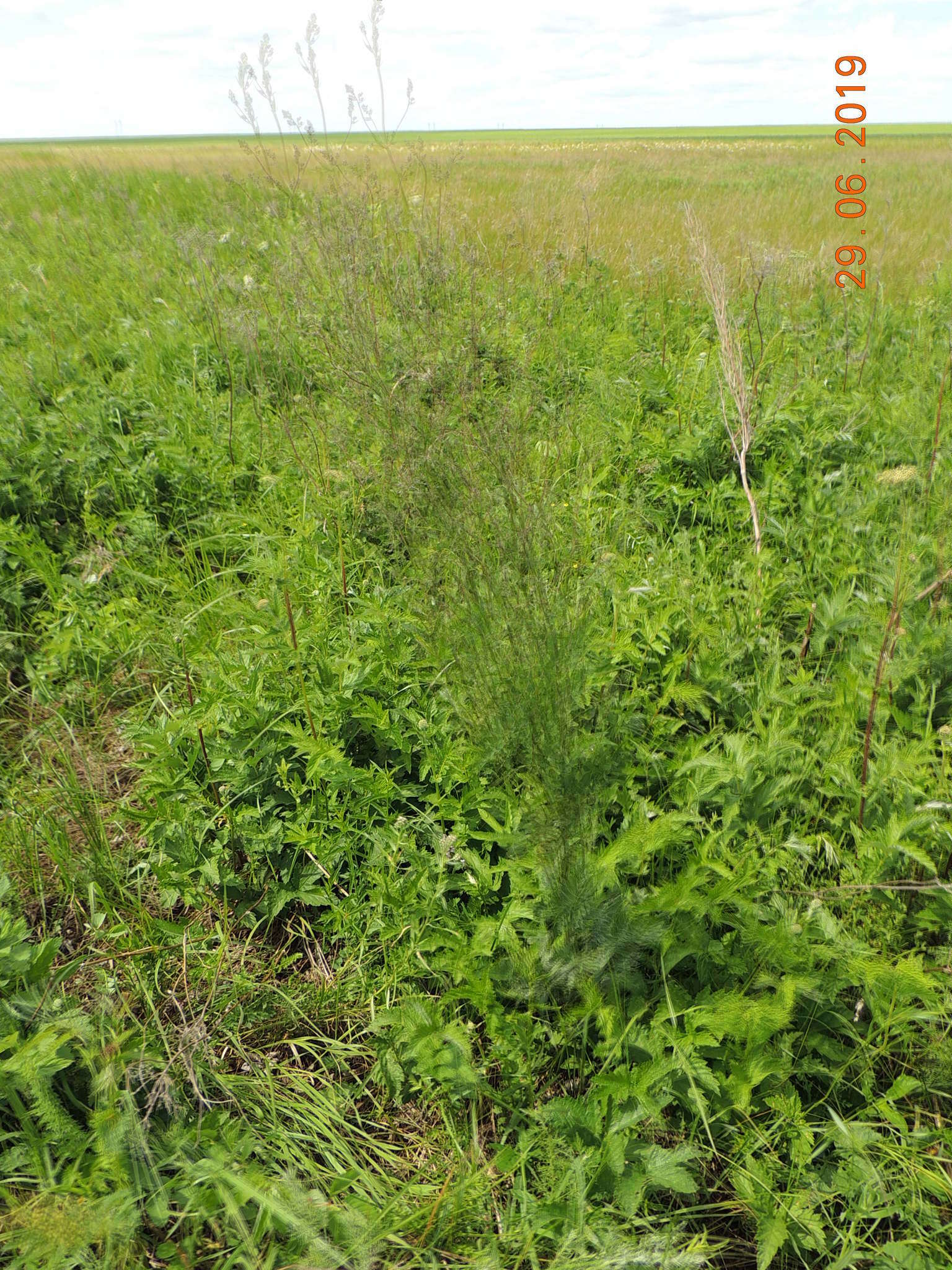 Image of Thalictrum simplex L.