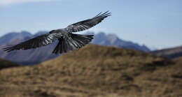 Image of Alpine Chough