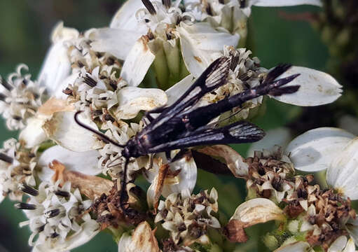 Image of Carmenta albociliata Engelhardt 1925