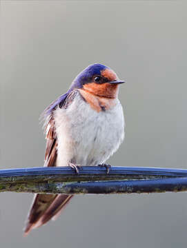 Imagem de Hirundo neoxena Gould 1842