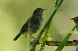 Image of Grey Warbler-Finch