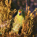 صورة Pezoporus flaviventris North 1911