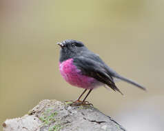 Image of Pink Robin