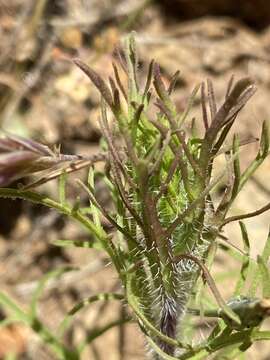 Image of Orcutt's bird's-beak