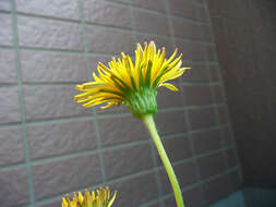 Слика од Taraxacum japonicum Koidz.