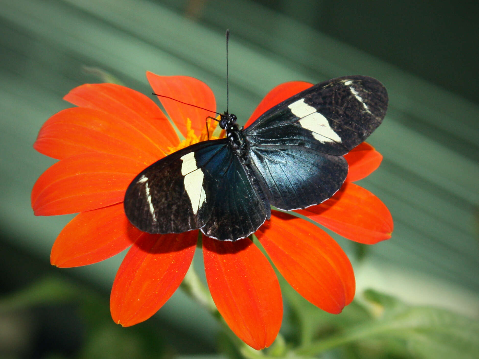 Image of Heliconius sara Fabricius 1793