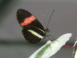 Image of Heliconius melpomene Linnaeus 1758