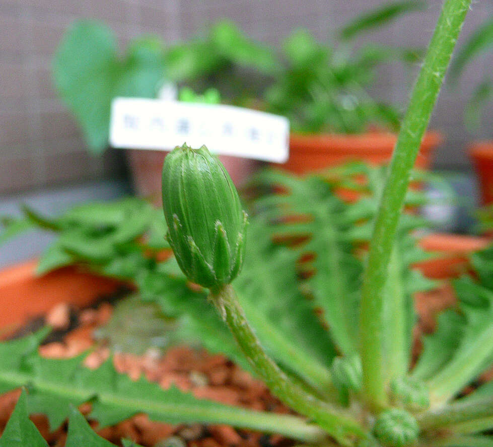 Слика од Taraxacum japonicum Koidz.