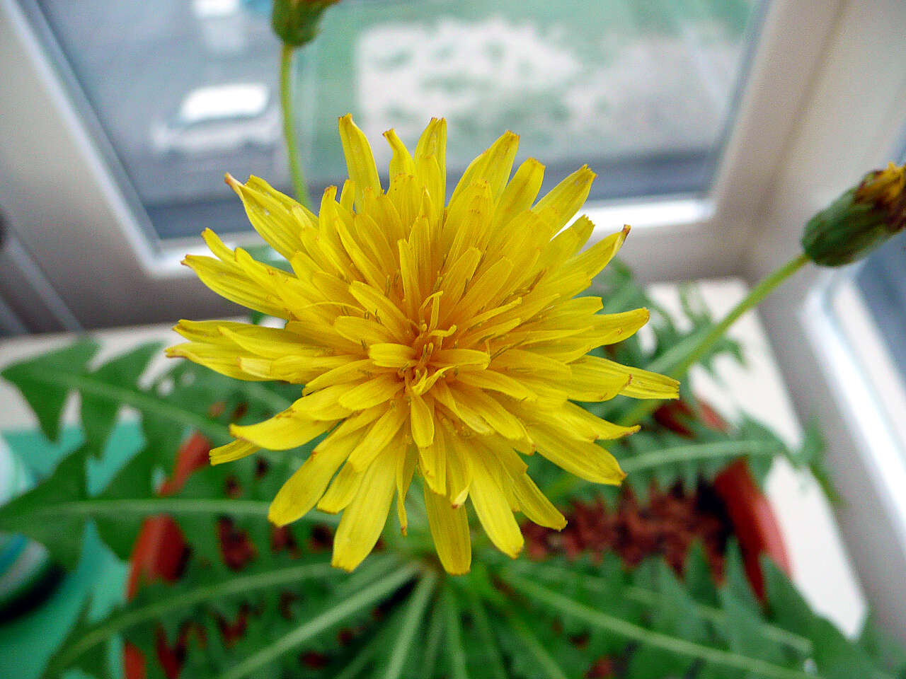 Слика од Taraxacum japonicum Koidz.