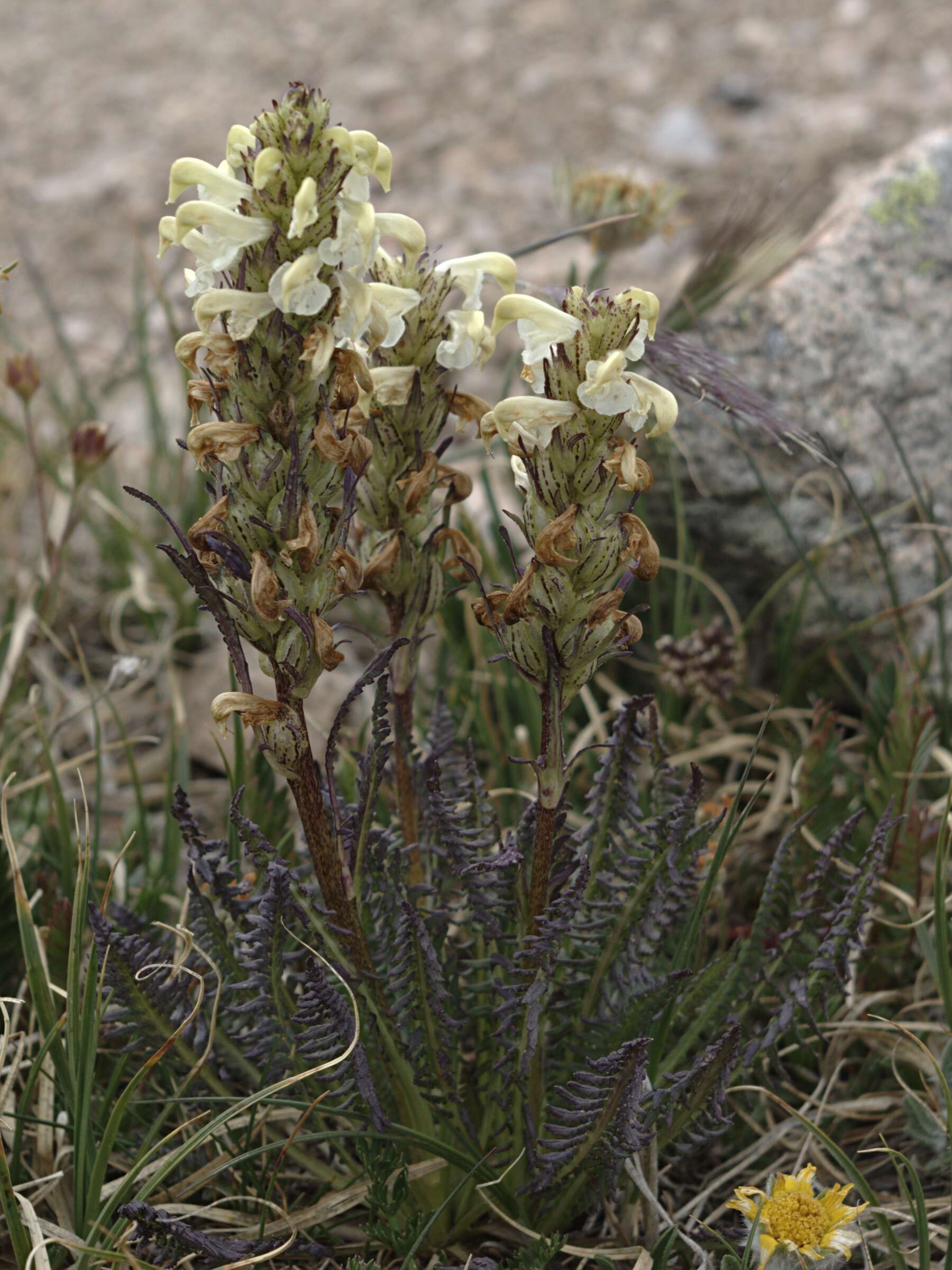 Image of Lousewort