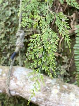 Image of Onychium japonicum (Thunb.) Kunze