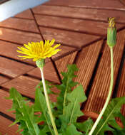 Слика од Taraxacum japonicum Koidz.