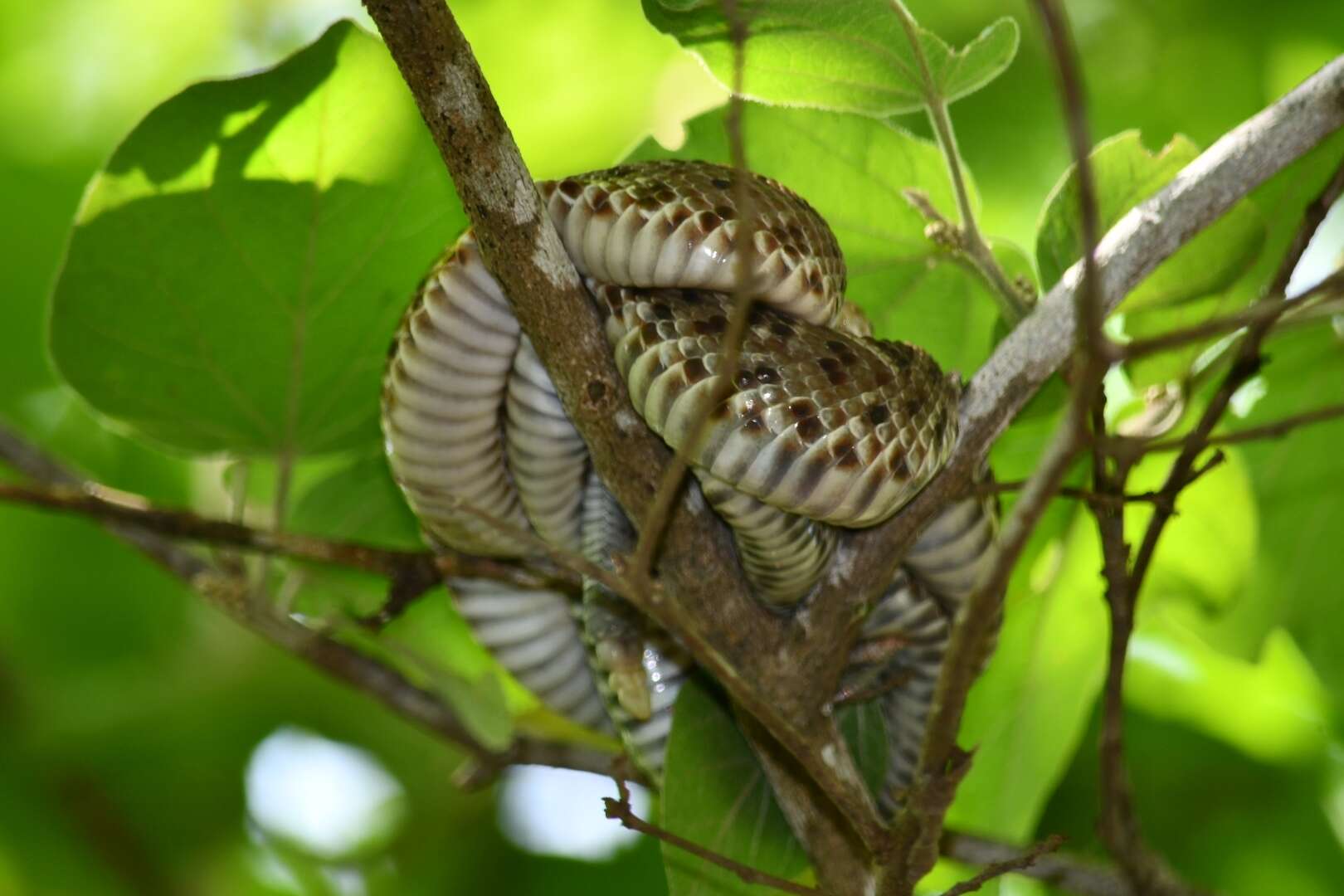 Image of Basilisk Rattlesnake