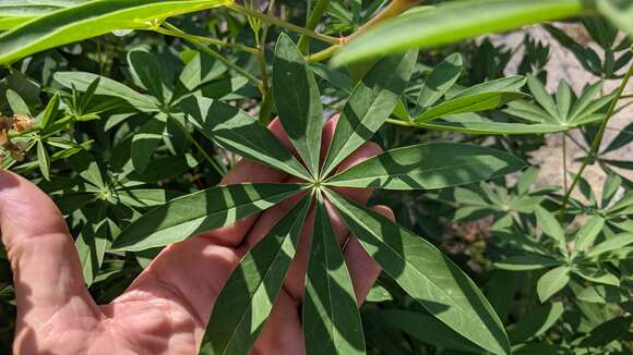 Image of broadleaf lupine