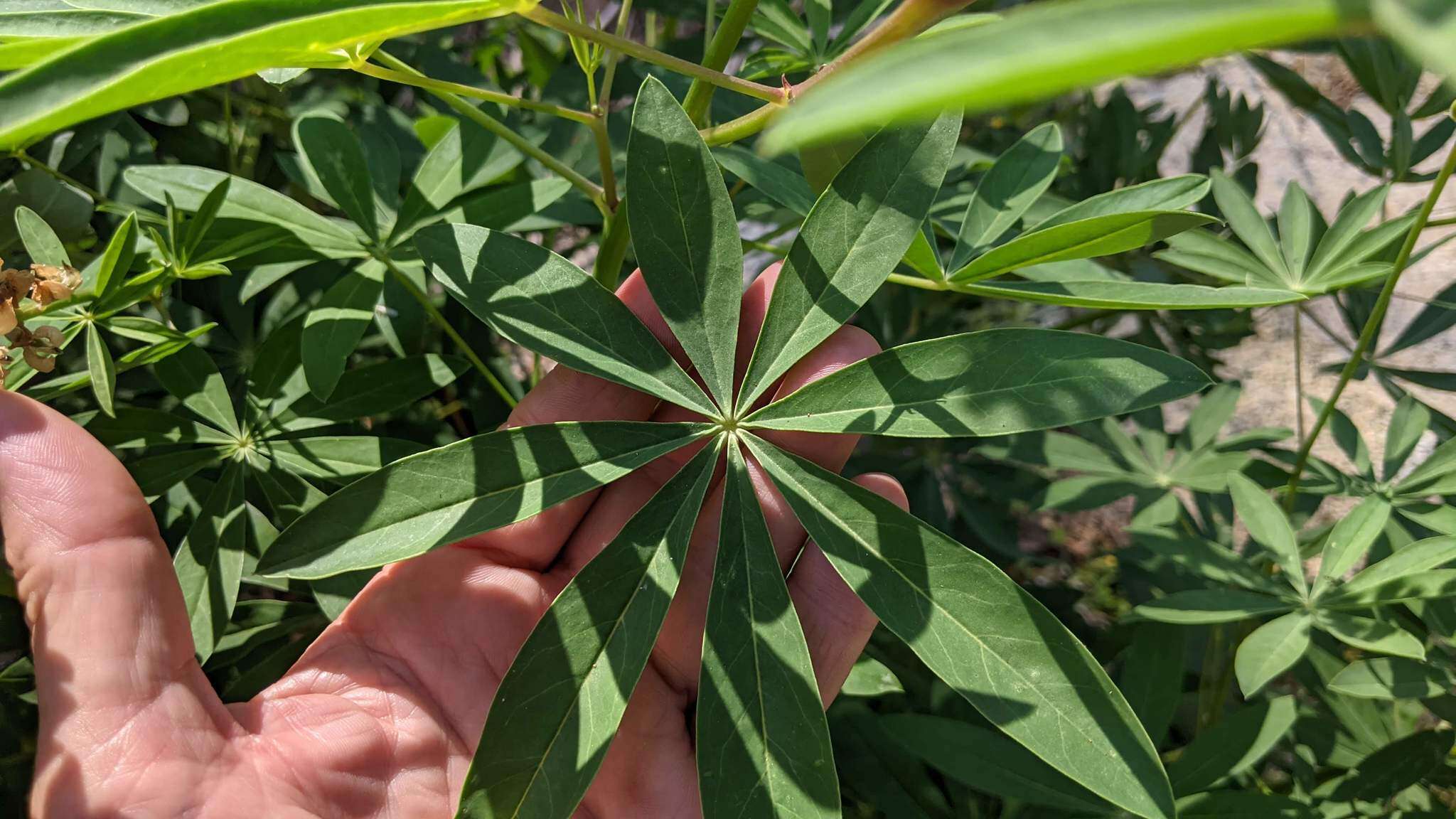 Sivun Lupinus latifolius subsp. parishii (C. P. Sm.) P. Kenney & D. B. Dunn kuva