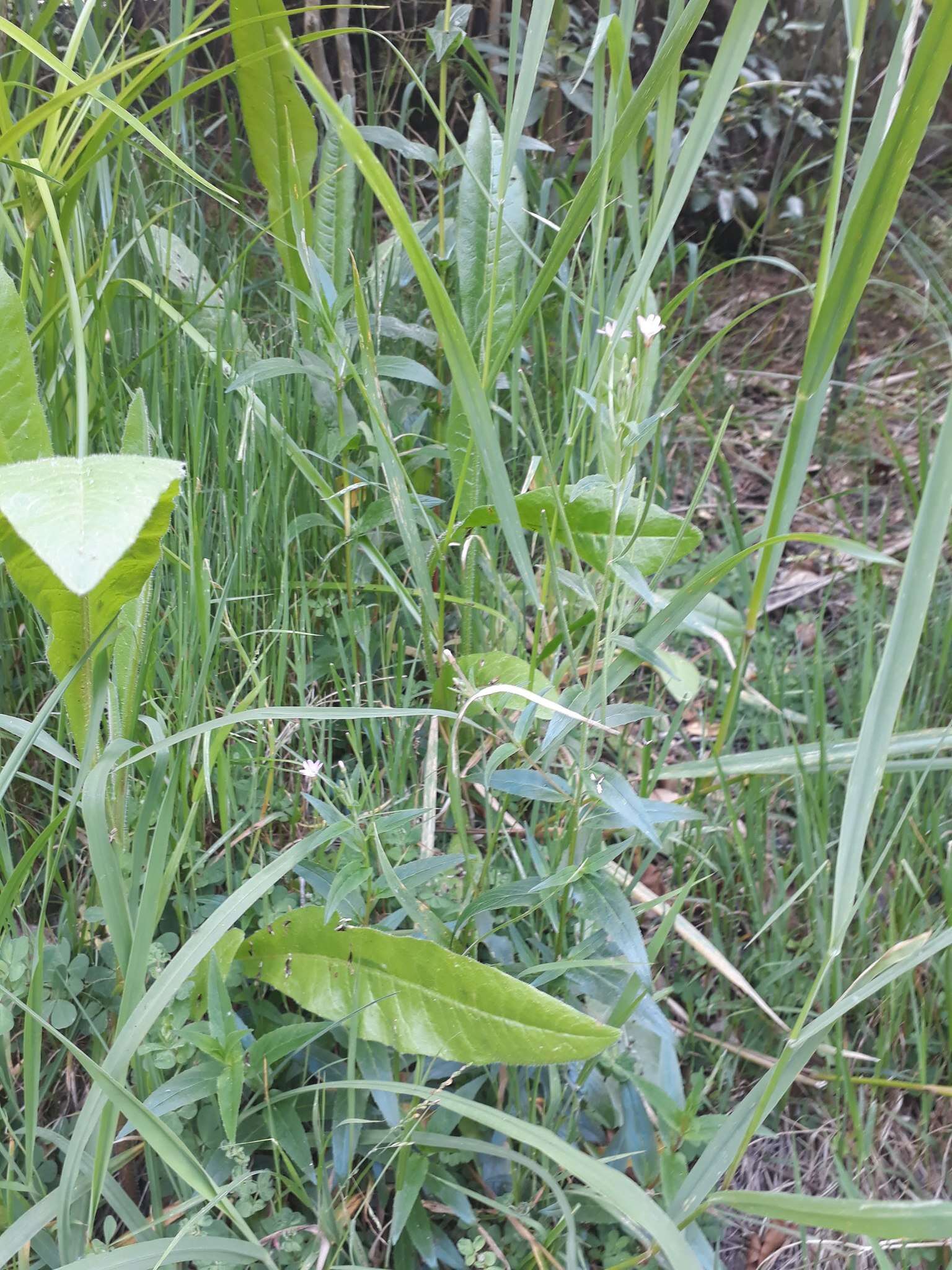 Imagem de Epilobium tetragonum L.