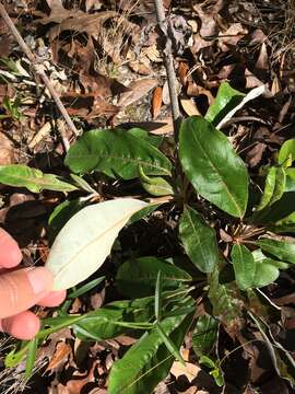 Image of dogtongue buckwheat