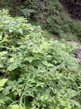 Image of salmonberry