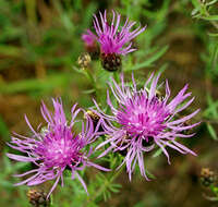 Image of spotted knapweed