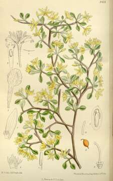 Image de Corokia cotoneaster Raoul