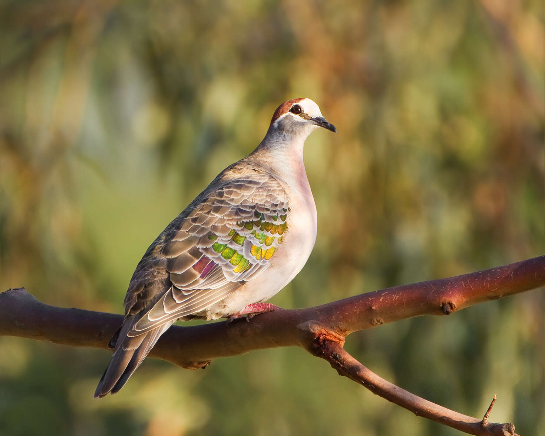 Image of Common Bronzewing