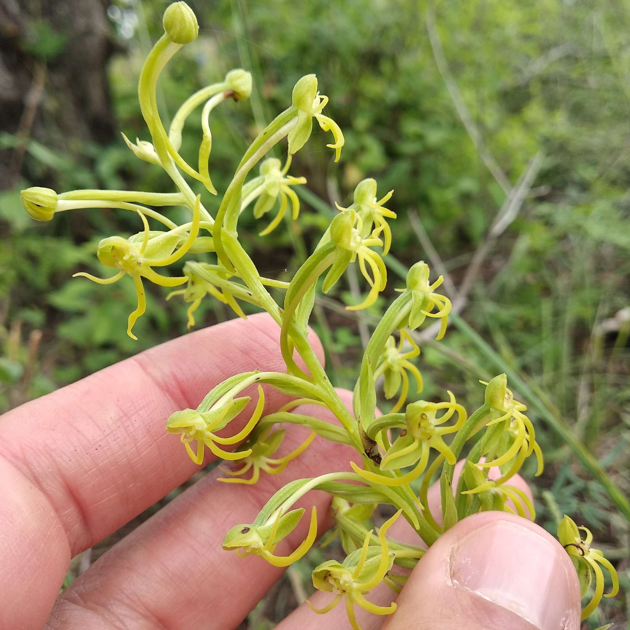 Habenaria novemfida Lindl. resmi