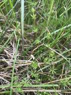 Image of heath bedstraw