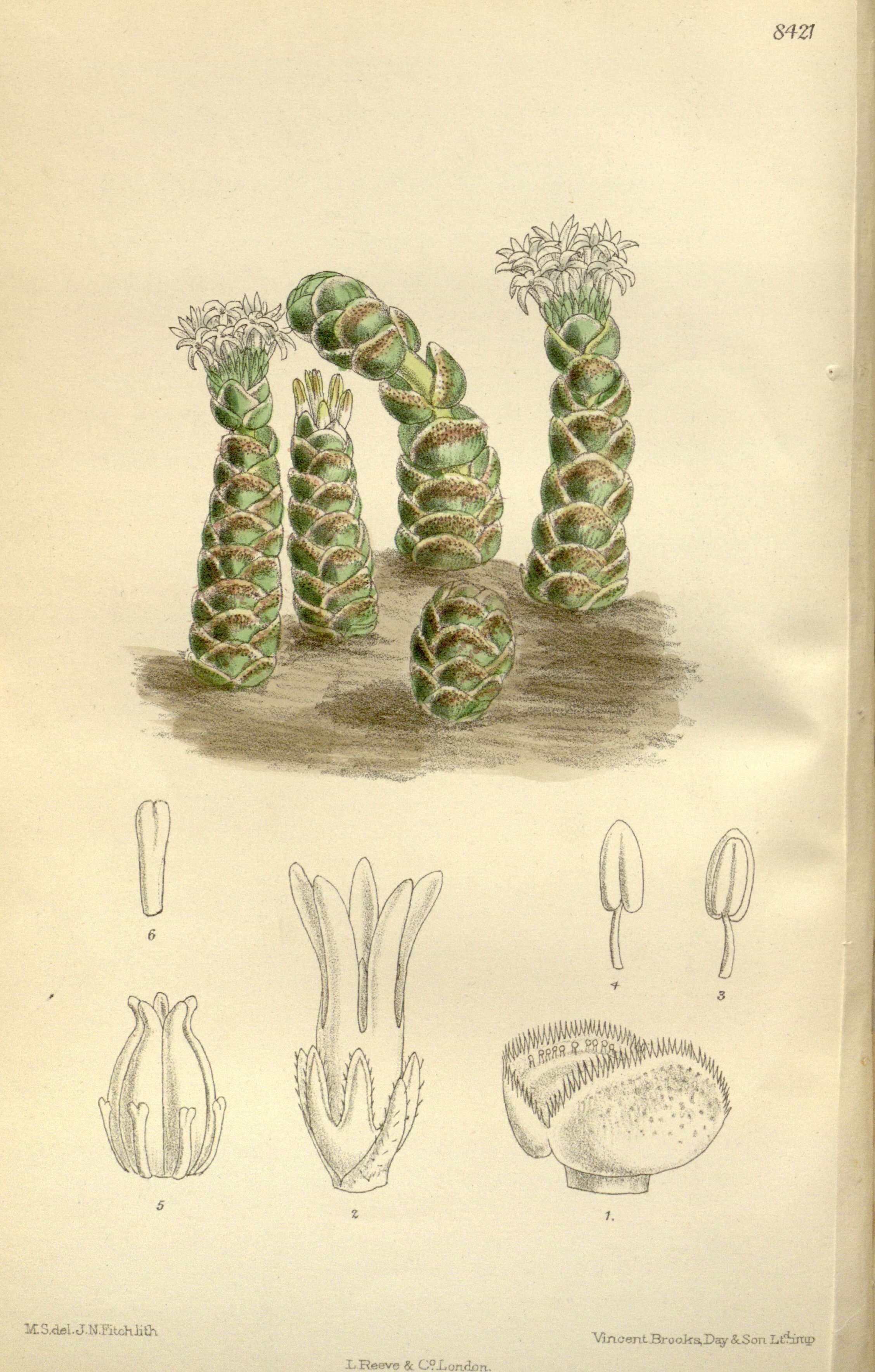 Слика од Crassula barklyi N. E. Brown