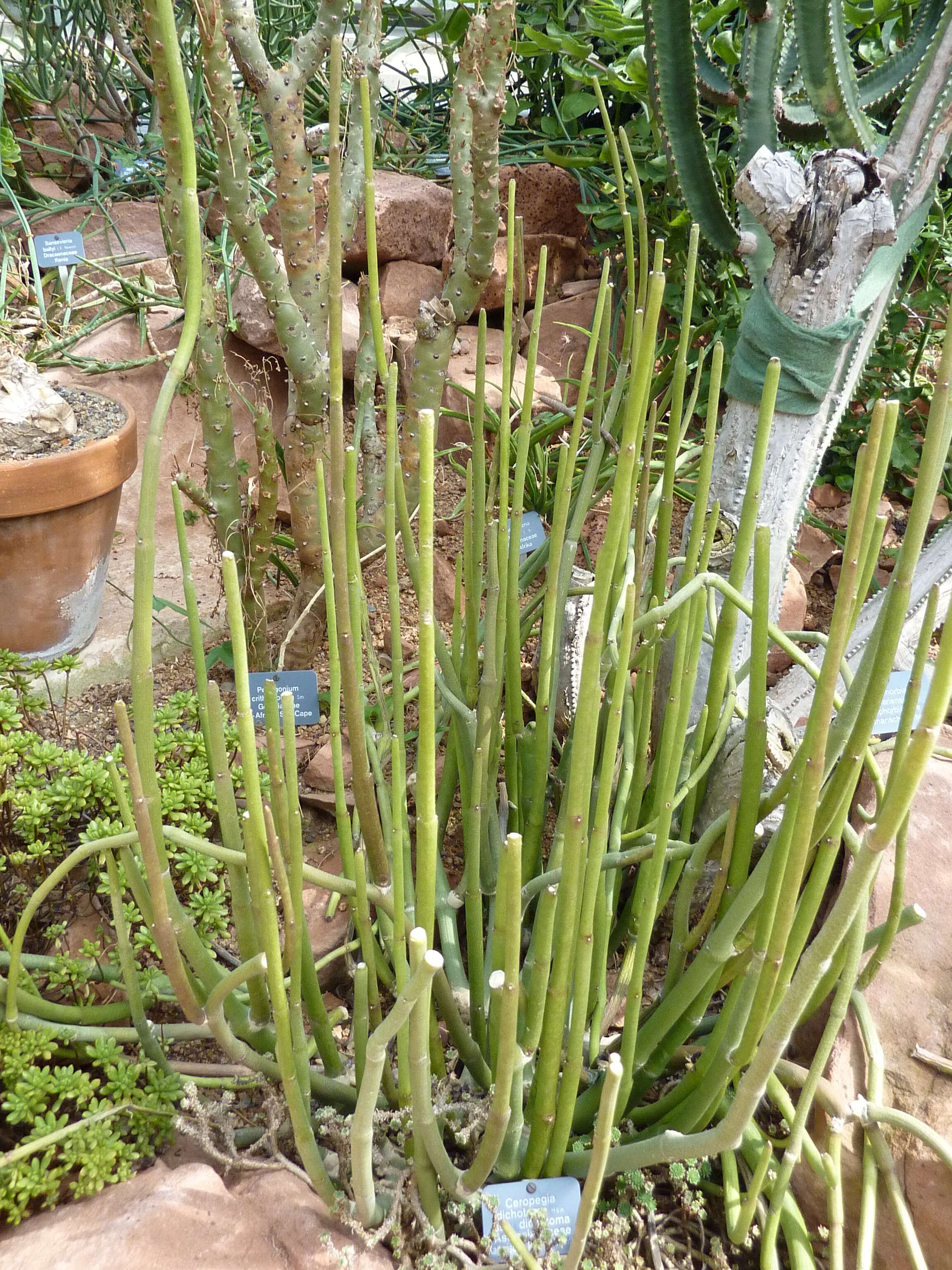 Image de Ceropegia dichotoma Haw.