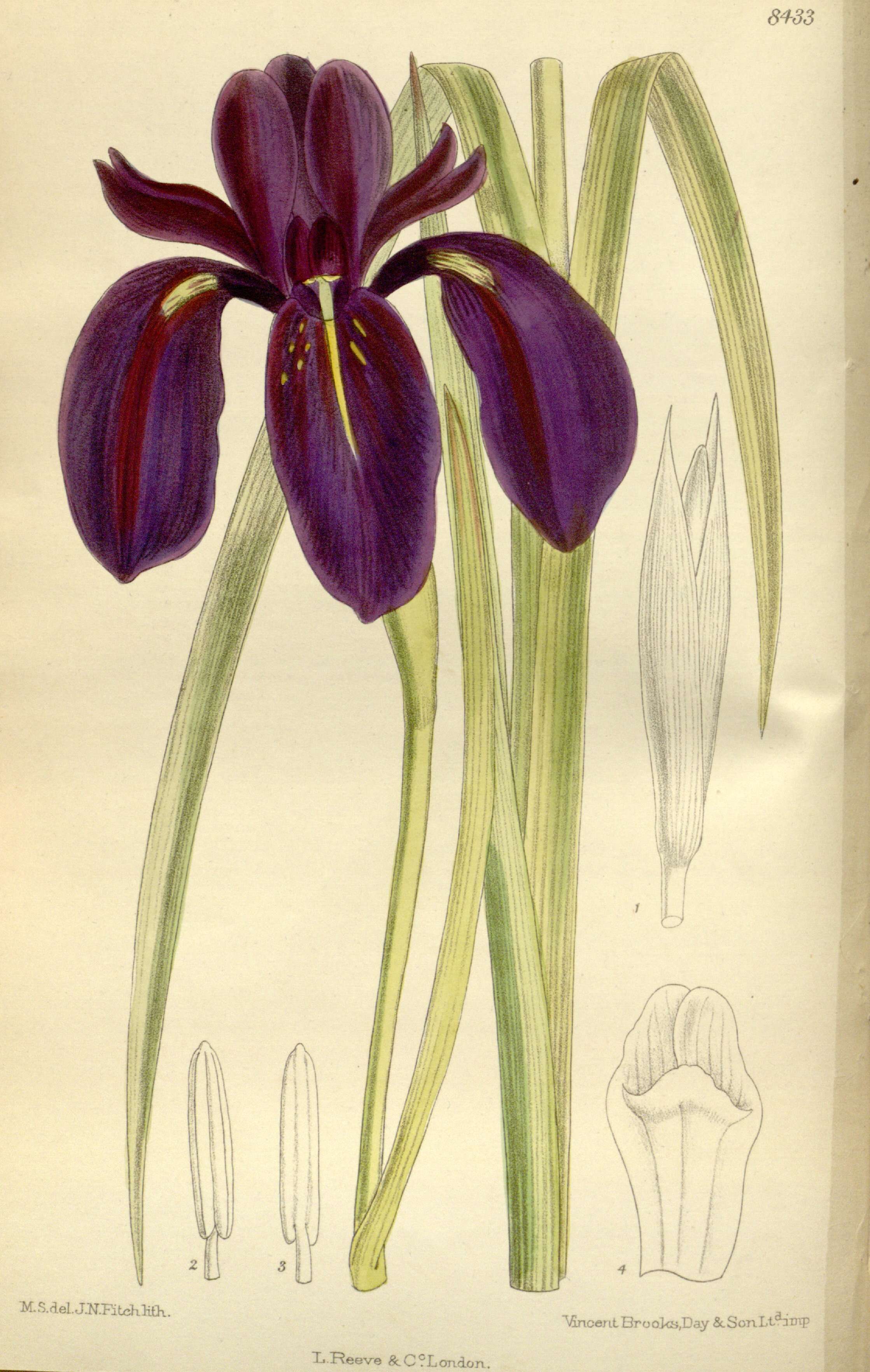 Plancia ëd Iris chrysographes Dykes