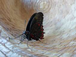 Слика од Parides montezuma (Westwood 1842)