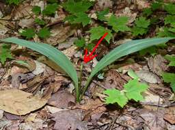 Image of narrowleaf wild leek