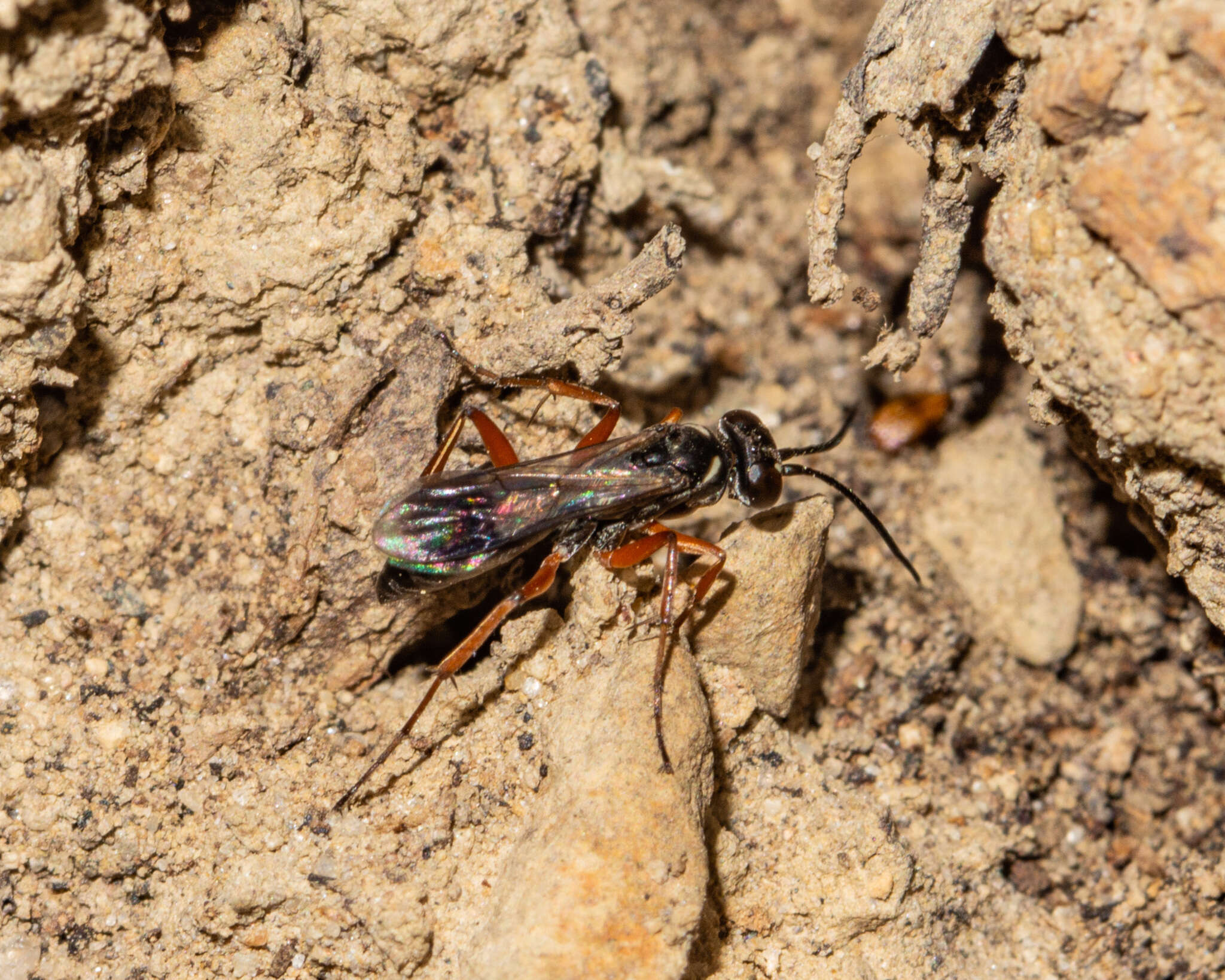 صورة Agenioideus cinctellus (Spinola 1808)