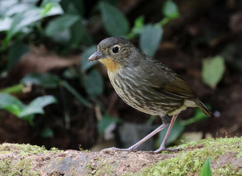 Image of Santa Marta Antpitta