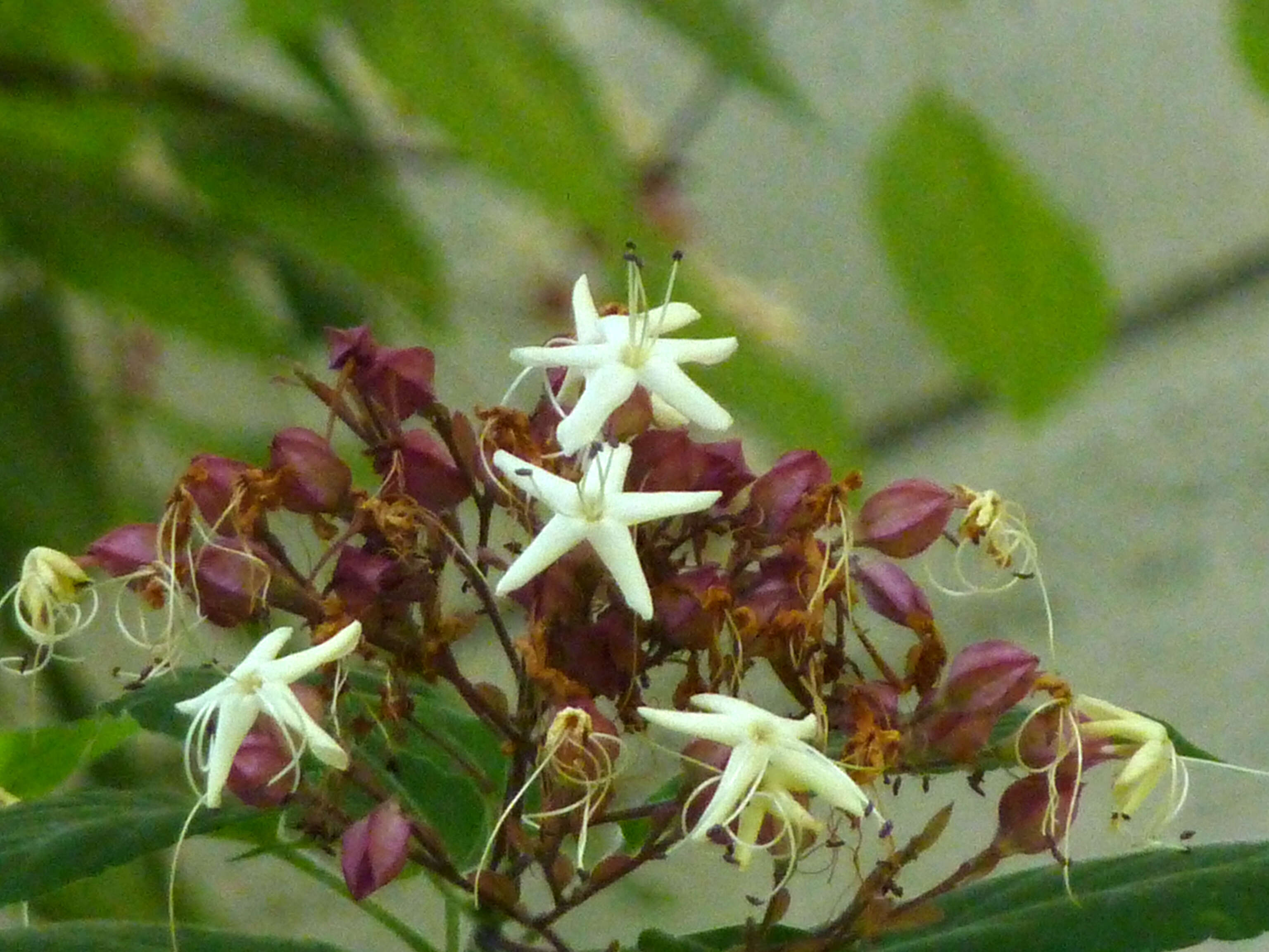 Imagem de Clerodendrum trichotomum Thunb.