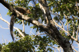 Image of Zanj Sun Squirrel