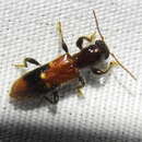 Image of Priocera castanea (Newman 1838)