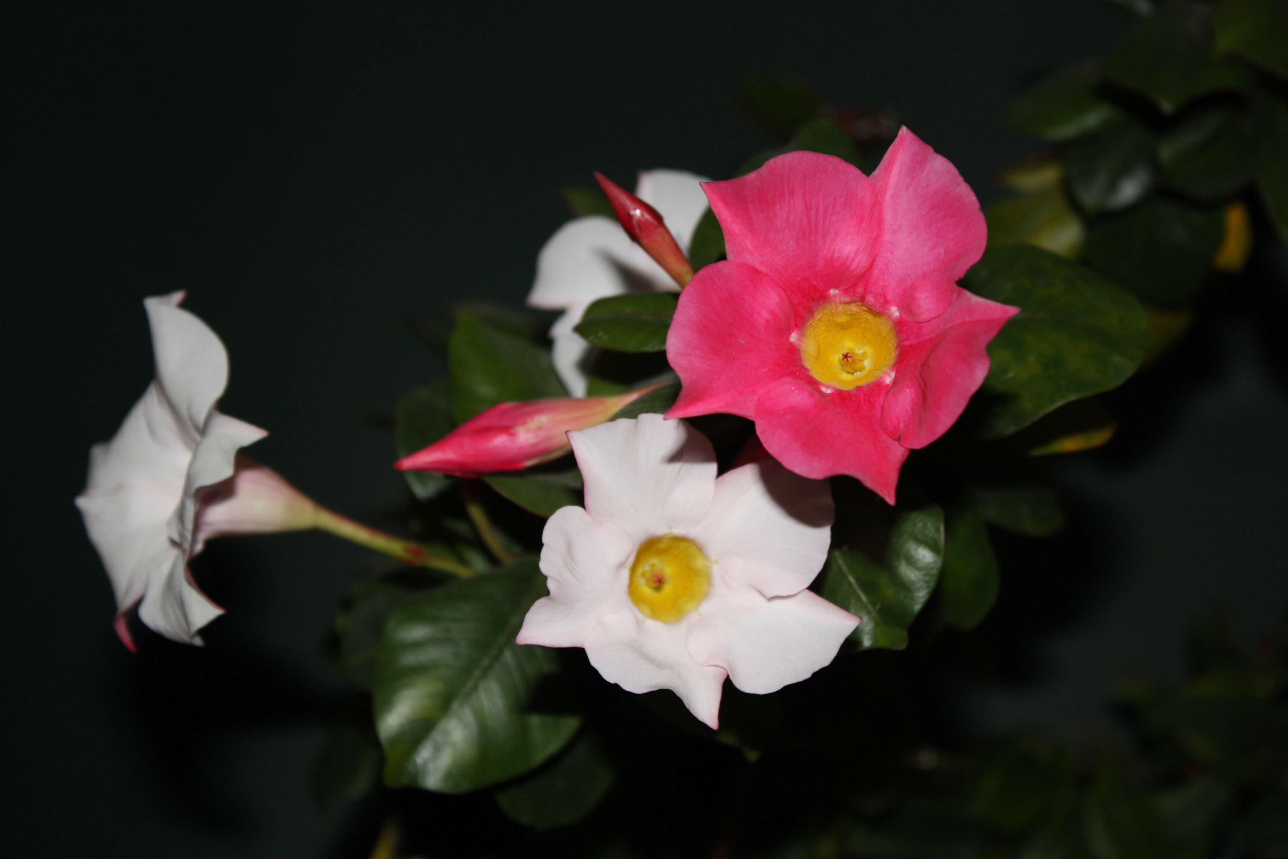 Plancia ëd Mandevilla sanderi (Hemsl.) R. E. Woodson